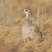Lesser Prairie-Chicken
